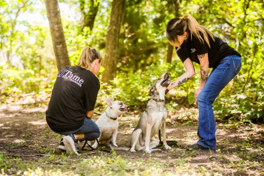 How Dog Training Packages Deliver Lasting Results